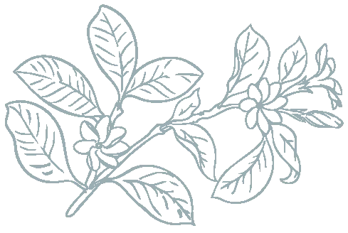 Line illustration of leaves and small flowers in light blue on a transparent background.
