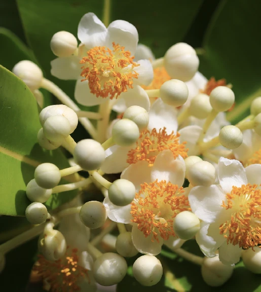 Close-up of white flowers with orange centers and round buds surrounded by green leaves.